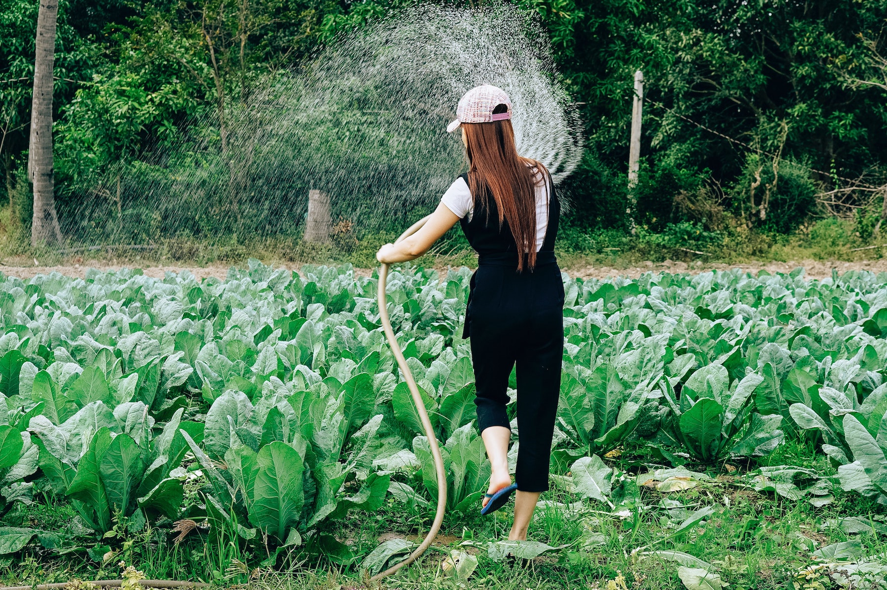 Farmer watering plants in a field