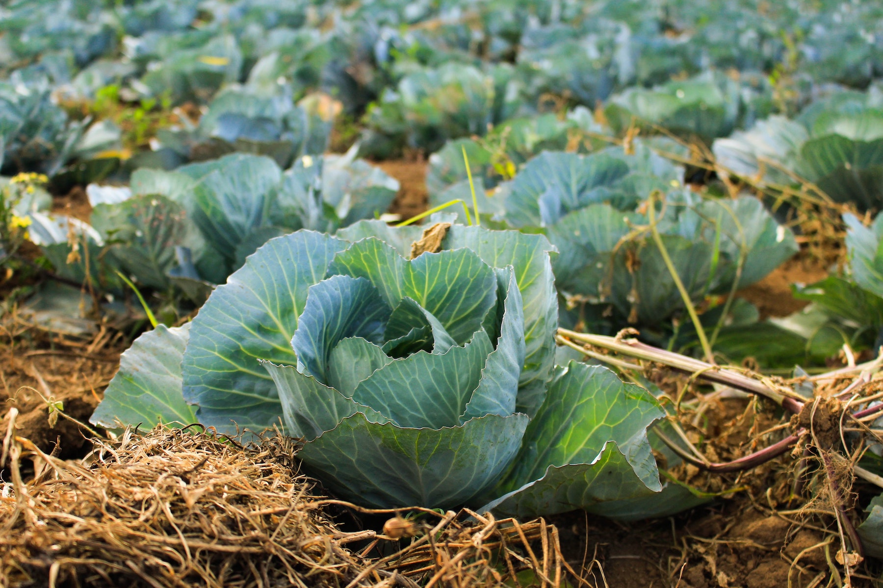Plant Cabbage in April