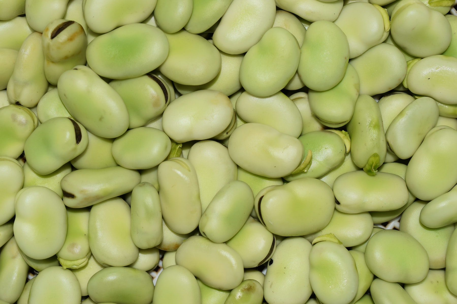 Plant Broad beans in October