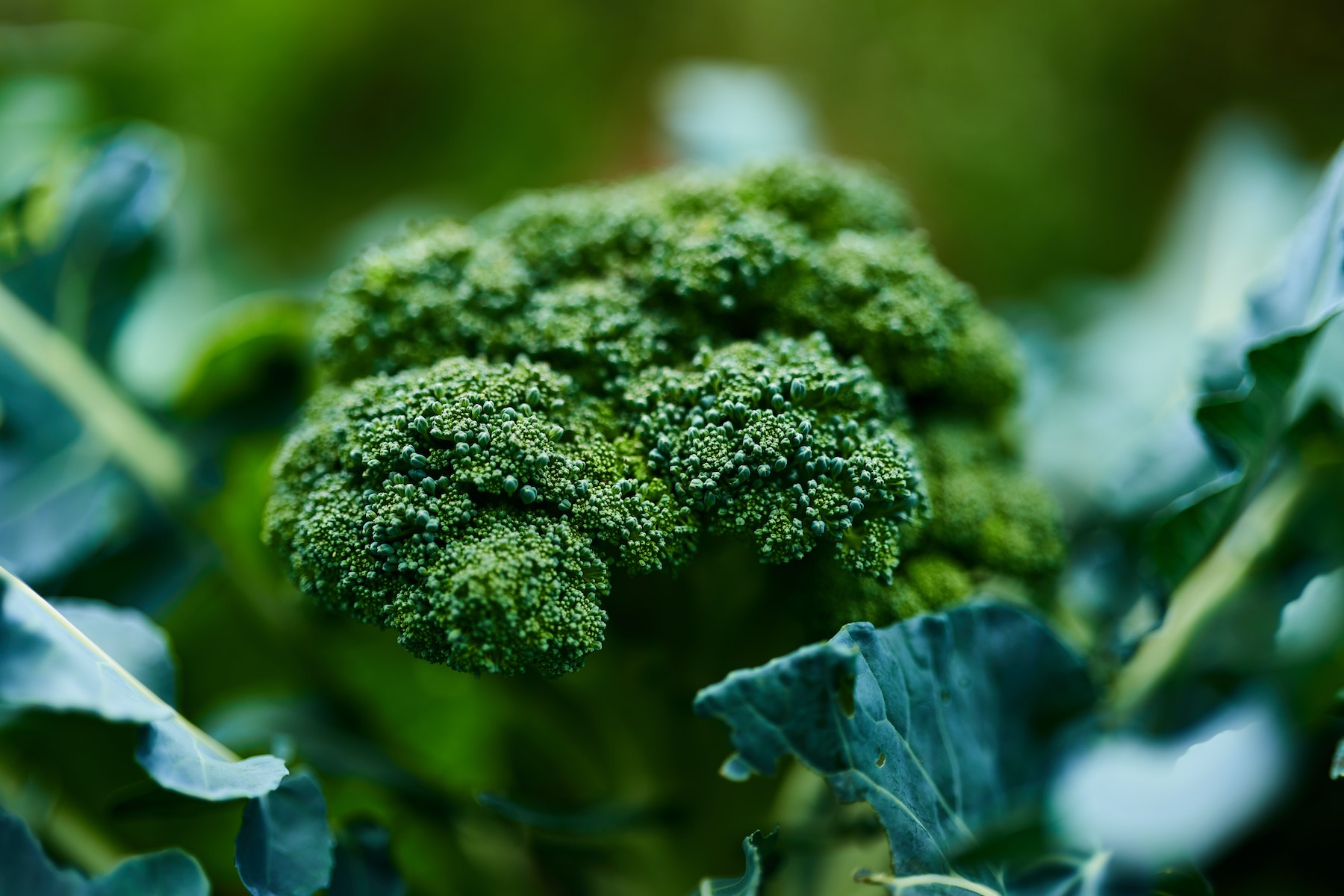 Plant Broccoli in May