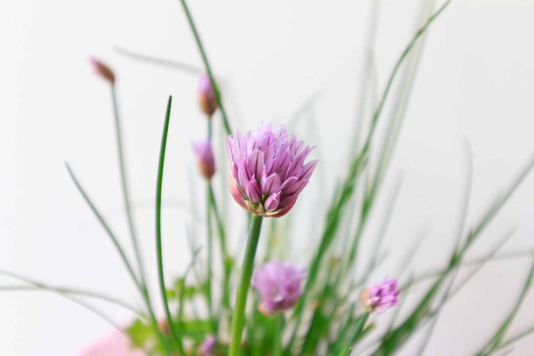 Plant Chives in February