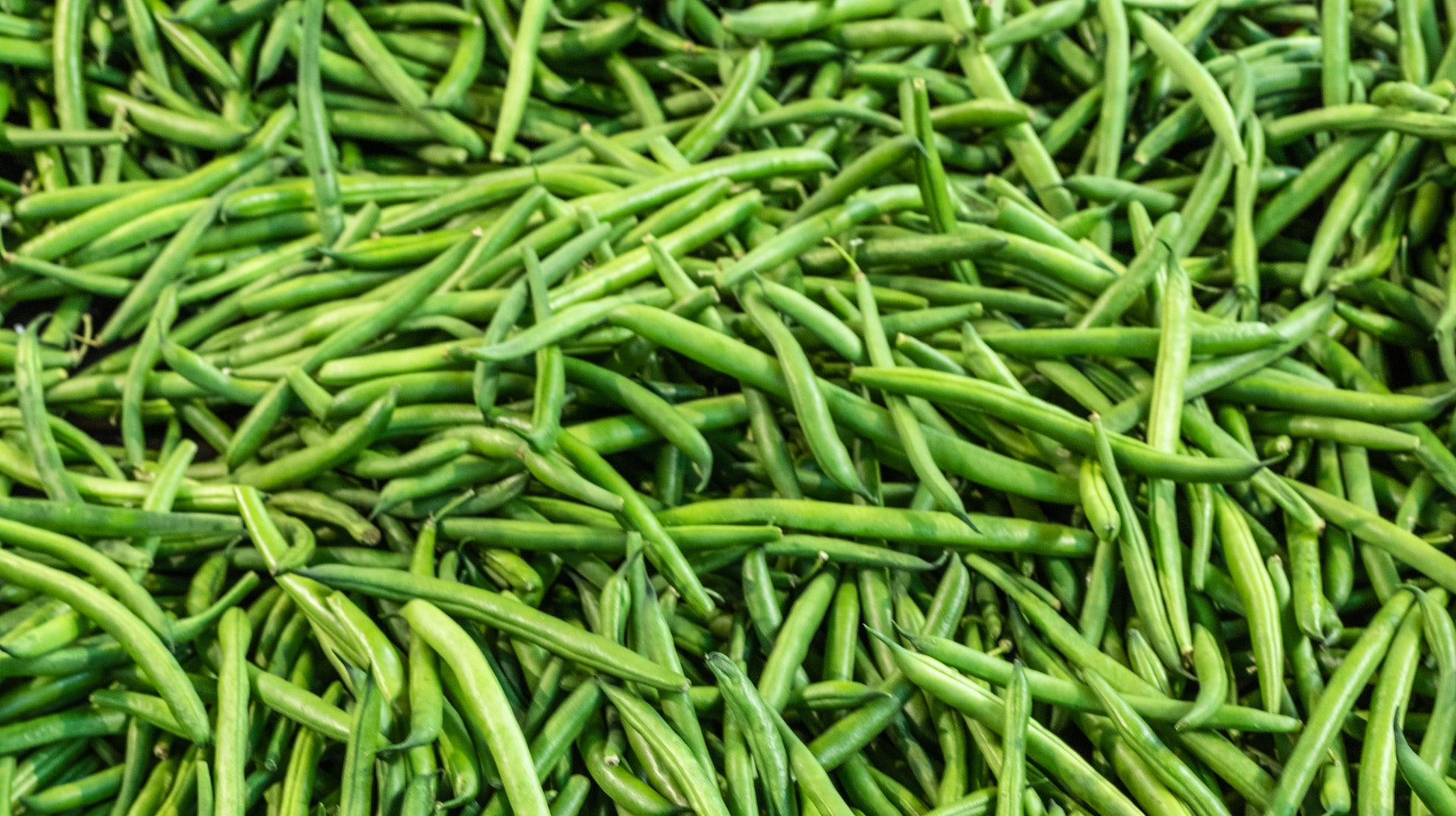 How to grow climbing french beans