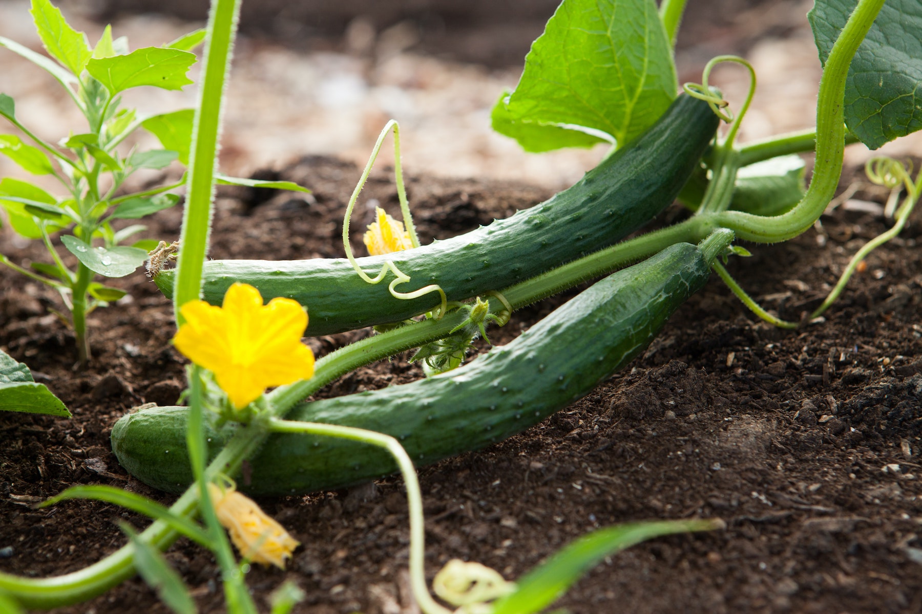 How to grow cucumber