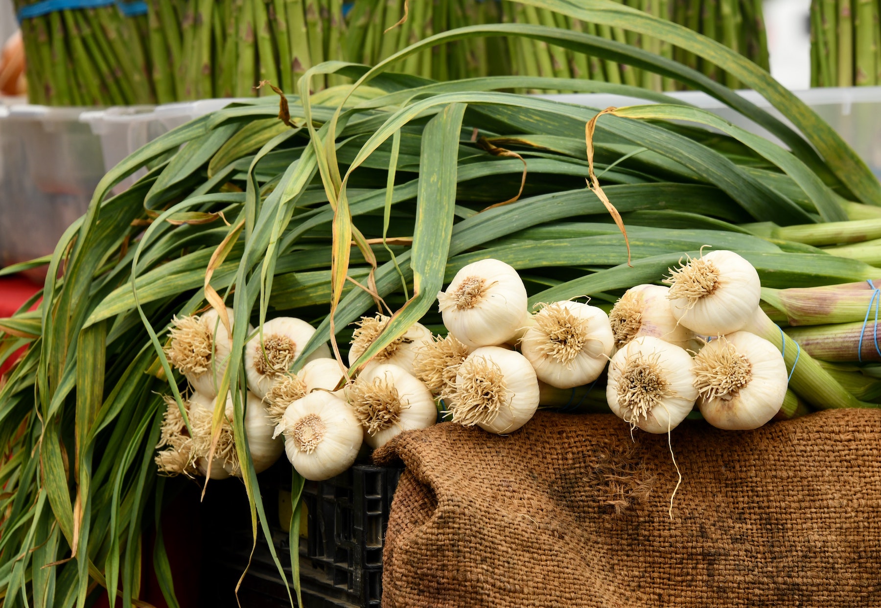 Plant Garlic in September