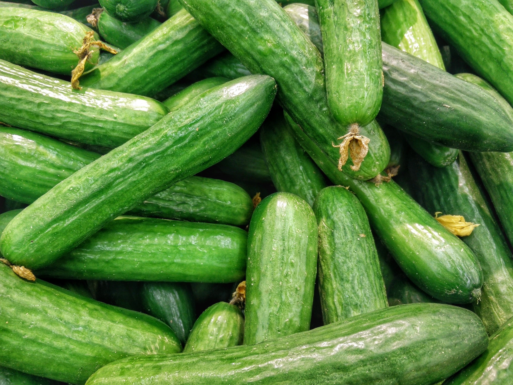 Plant Cucumber in May