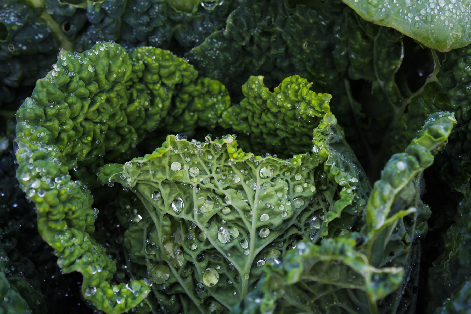 How to grow kale