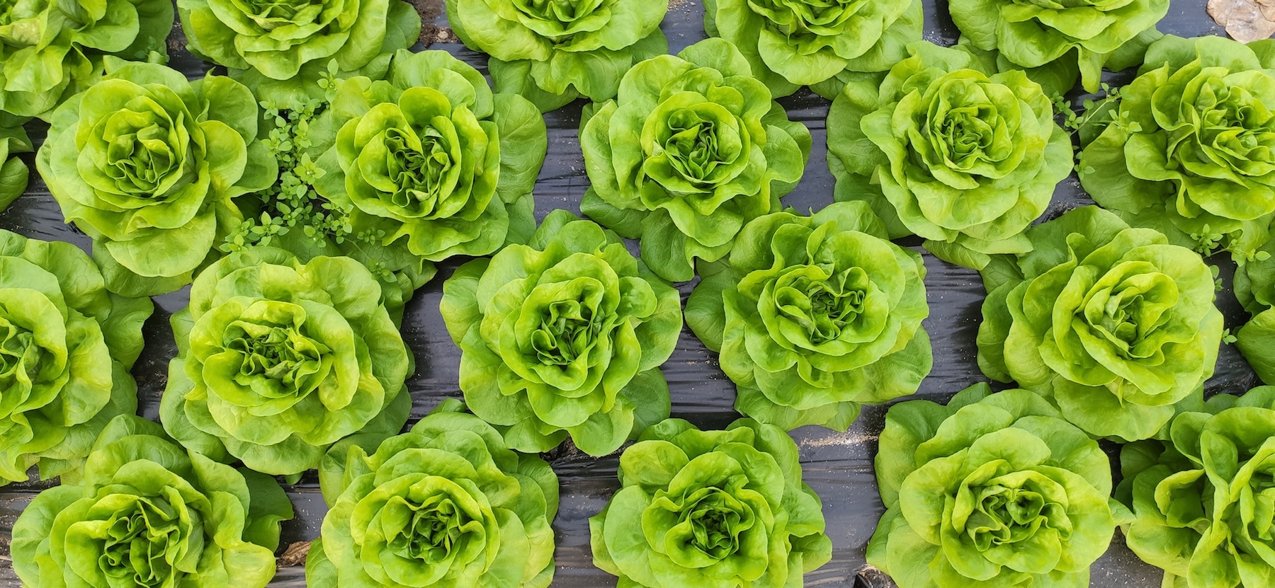 ## When to plant lettuce