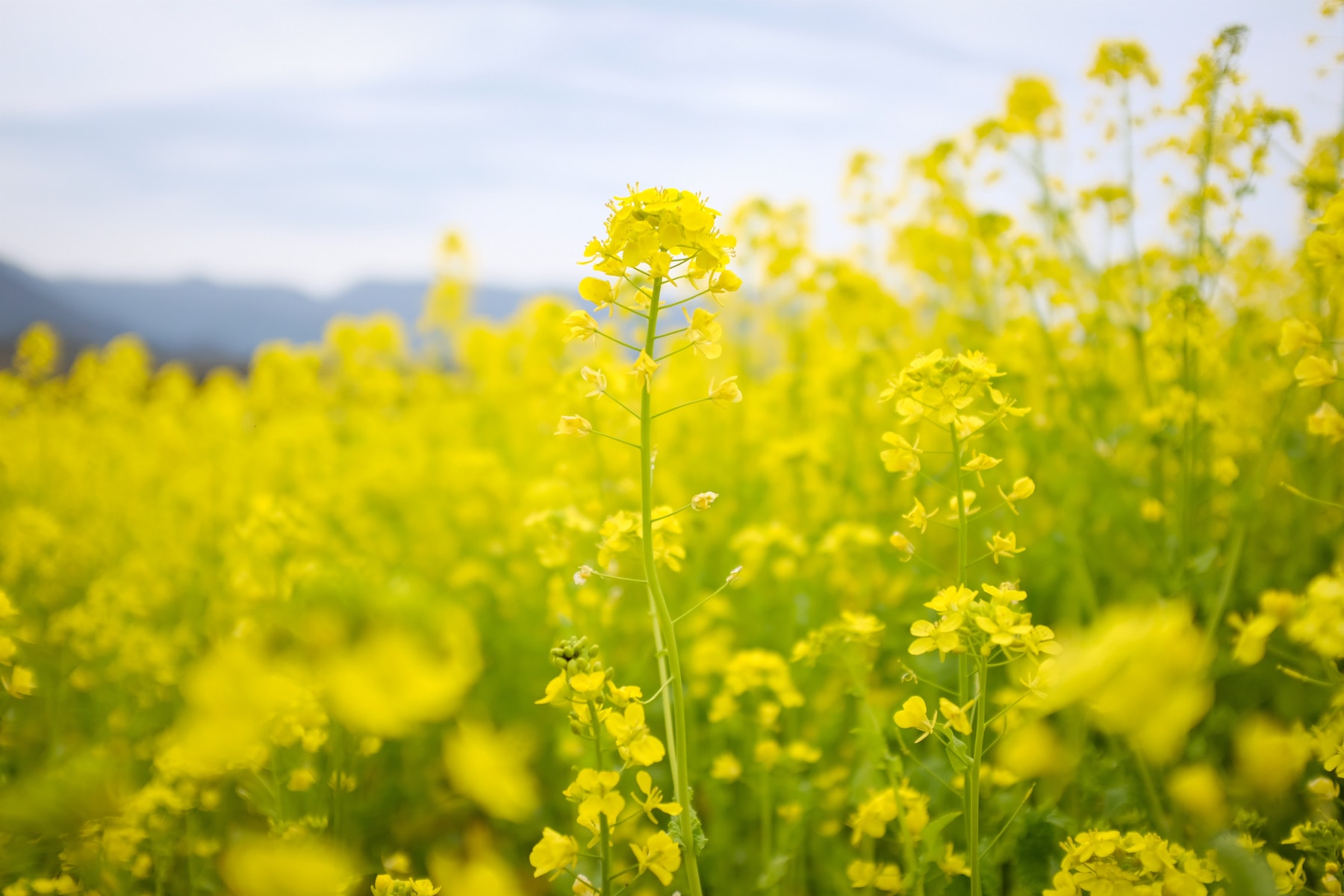 Plant Mustard in January