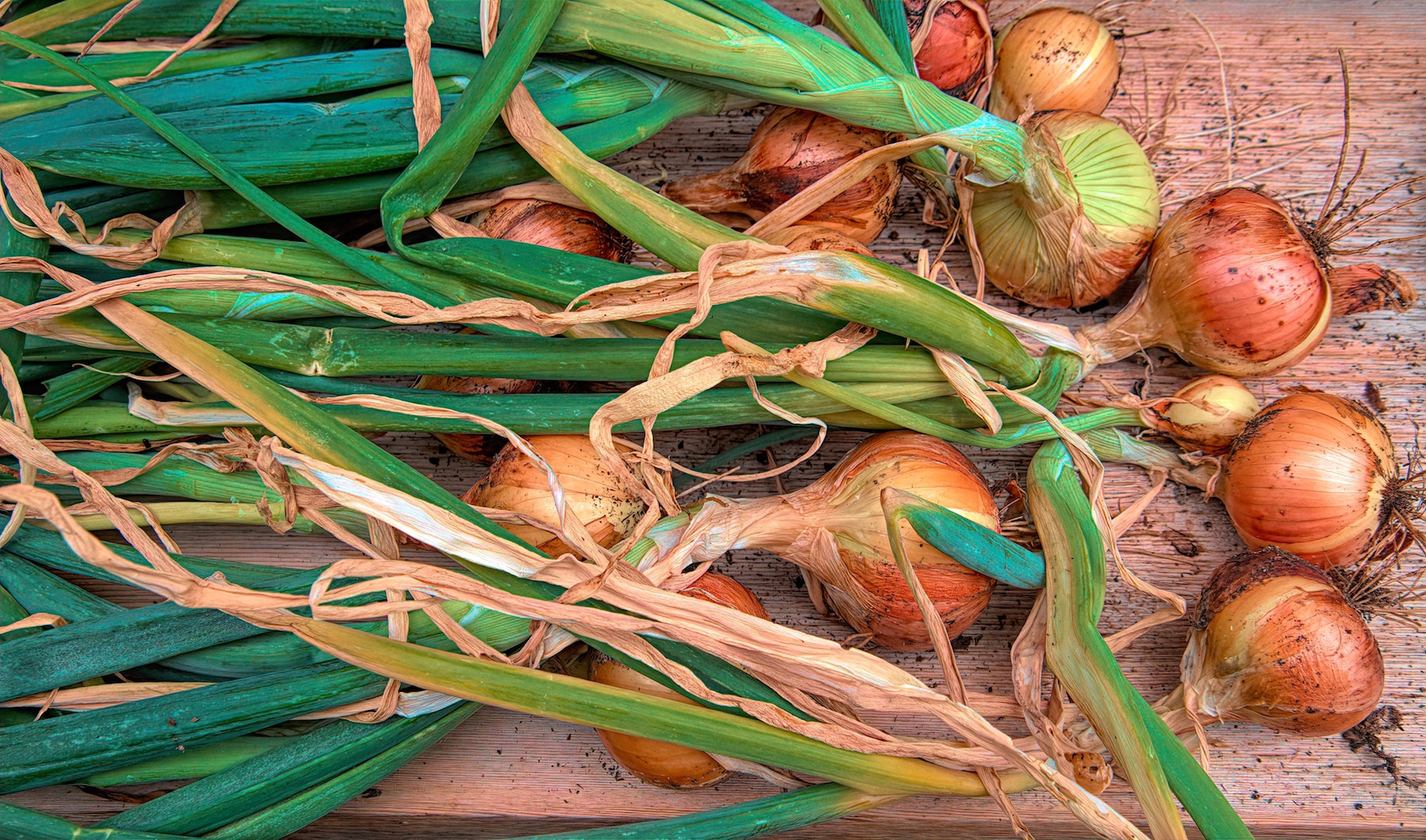 Plant Overwintering onions in November