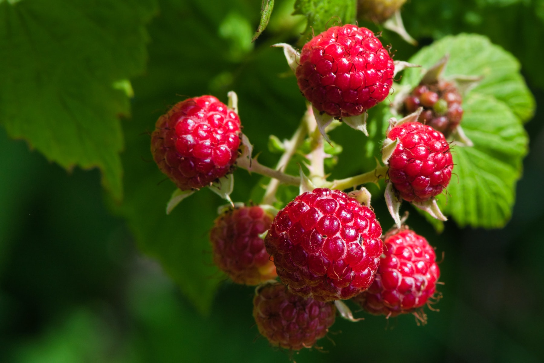 Plant Raspberries in November