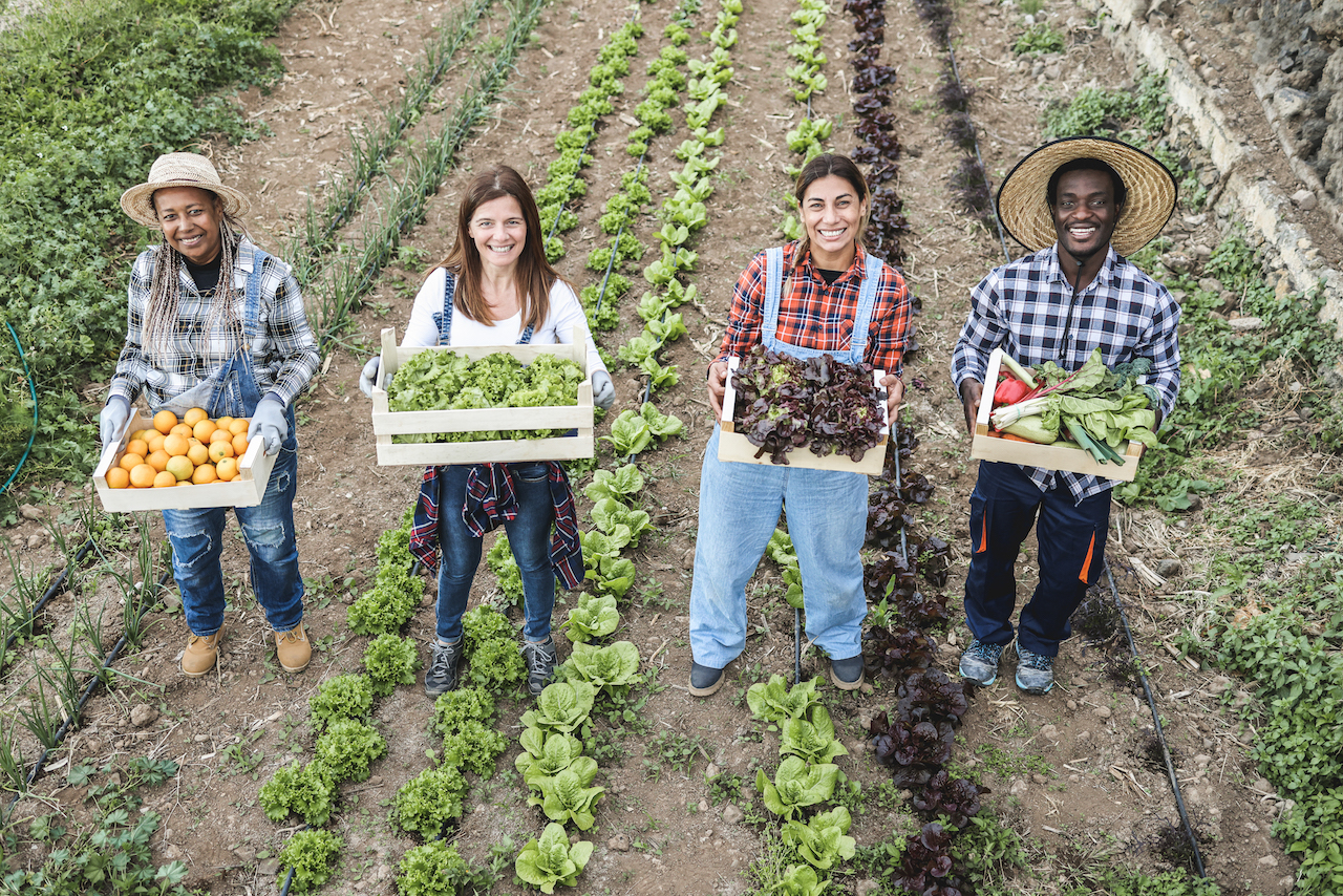 Market Garden Workers in field of vegetables